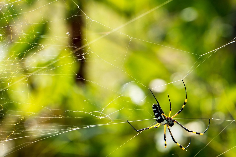 Pengembangan Web Real-Time dengan Node.js, WebSocket, dan Socket.io